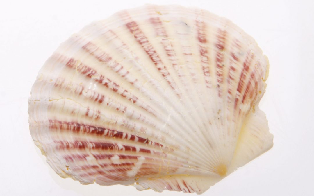 La concha como símbolo del Camino de Santiago