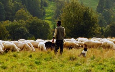 Leyendas del Camino: Los pastores de Estella